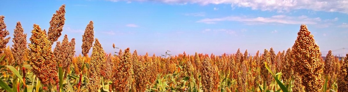 Broomcorn.jpg